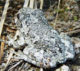 Gray treefrog found in Florida