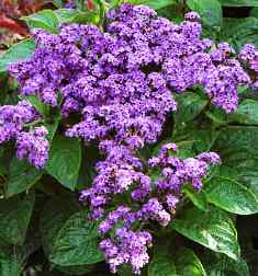 violet heliotrope has a large supply of nectar that attracts butterflies in Florida