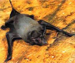 The Wagner's mastiff bat is Florida's largest bat and is found in southern Florida