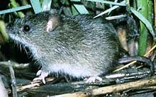 silver rice rat found in the florida keys and currently an endangered species