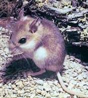 sioutheastern beach mouse, an endangered mouse in the state of Florida