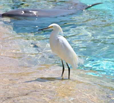 ibis bird visiting a dolphon on a Florida beach