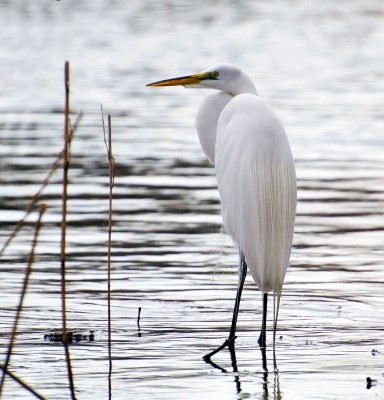 egrets are a common Florida bird