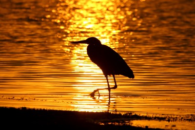 an egret at sunset in the Florida everglades