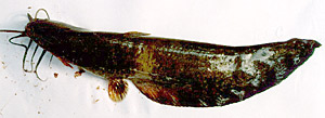 airsac catfish, a Florida prohibited aquatic fish.