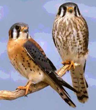 American Kestrel birds in Florida