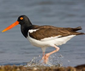 Florida American Oystercatcher bird