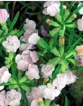 Apalachicola rosemary, an endangered plant in Florida