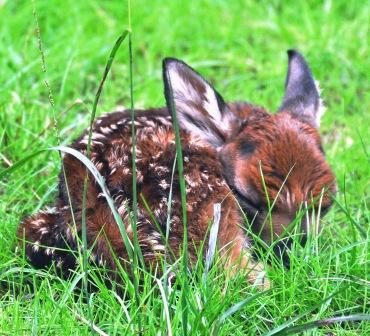 baby key deer born at Homosassa wildlife park