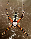 banana spider or golden silk spider