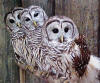 Florida Barred Owls