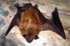 Florida's big brown bat The big brown bat is larger in size than comparative species of bats