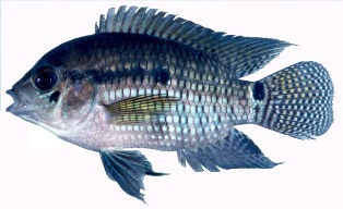 Widespread south of Lake Okeechobee, the black acara's native range is northern South America. 