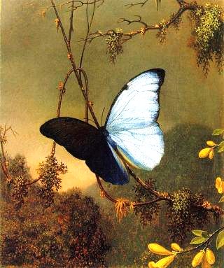 ../../Blue Morpho Butterfly by Martin Johnson Heade