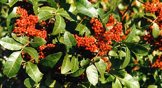 toxic Brazillian pepper tree