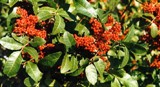  toxic Brazilian pepper-tree in Florida