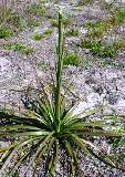 Britton's beargrass, an endangered plant in Florida