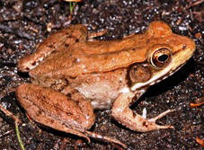 Florida Bronze Frog