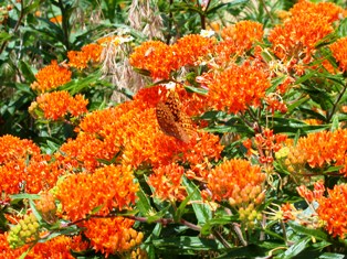 Butterfly Weed