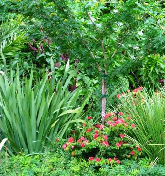 Natural Floridian plants