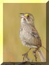 Cape Sable Seaside Sparrow found in Florida nature