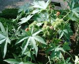 Castor bean plants are poisonous