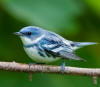 cerulean warbler