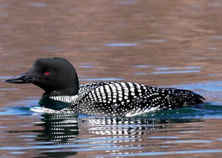 common loon feet. Common Loon wintering in