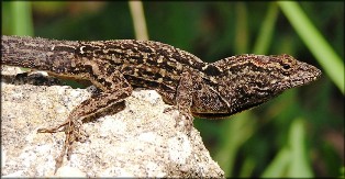 Cuban brown anole