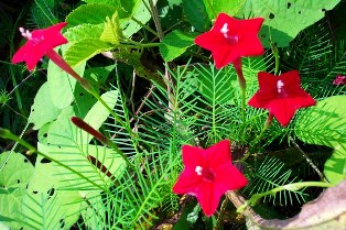 Floridian cypress vine attracting hummingbirds