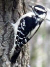 downy woodpecker