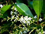 blooming Florida fiddlewood