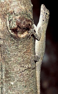 Florida bark anoles