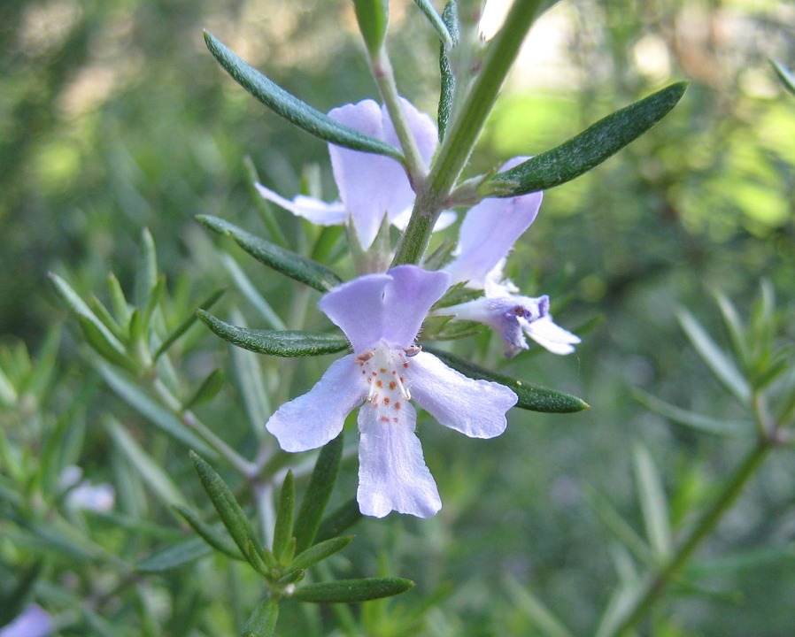 https://www.maxpixel.net/Flower-Ornamental-Leaf-Herb-Organic-Rosemary-18299