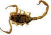 Florida bark scorpion eller Florida slank brun skorpion
