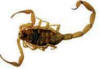 Florida Bark Scorpion oder Florida slender brown scorpion