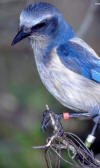 florida scrub jay