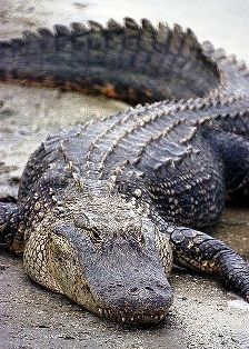 Florida Alligator, a species of special concern in the state of Florida