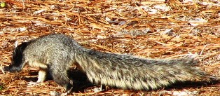 The fox squirrel is found in pinelands through out Florida, except for the Keys