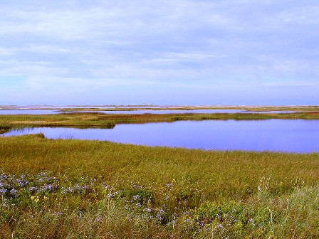 Florida freshwater marsh