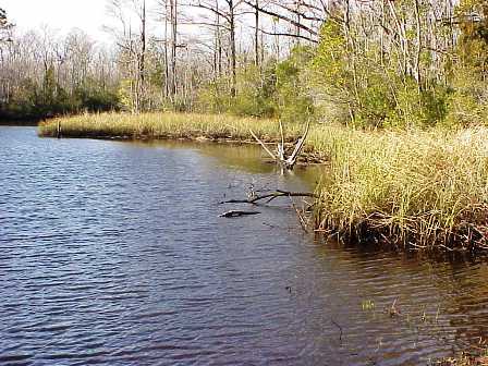 freshwater marshes in florida