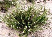 Garret's mint an endangered plant in Florida