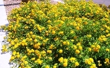 golden lantana running wild through Florida