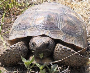 Florida gopher tortoise