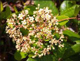 blooming gopher apple found native in Florida