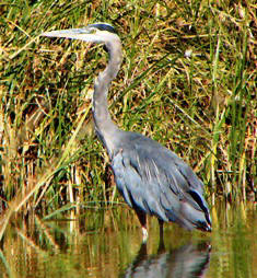 Florida's great blue heron