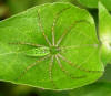 green lynx spider