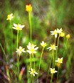 harpers beauty an endangered flower in the state of Florida