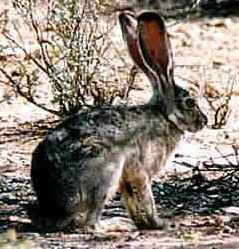 The black tailed Jackrabbit  was accidentally introduced into the Miami area in the 1930s and still persists around the Miami Airport,