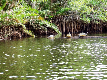 Jonathan Dickinson State Park  river scenery